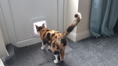 Cat Door Installation - Door Installation And Repair Soldotna, Alaska